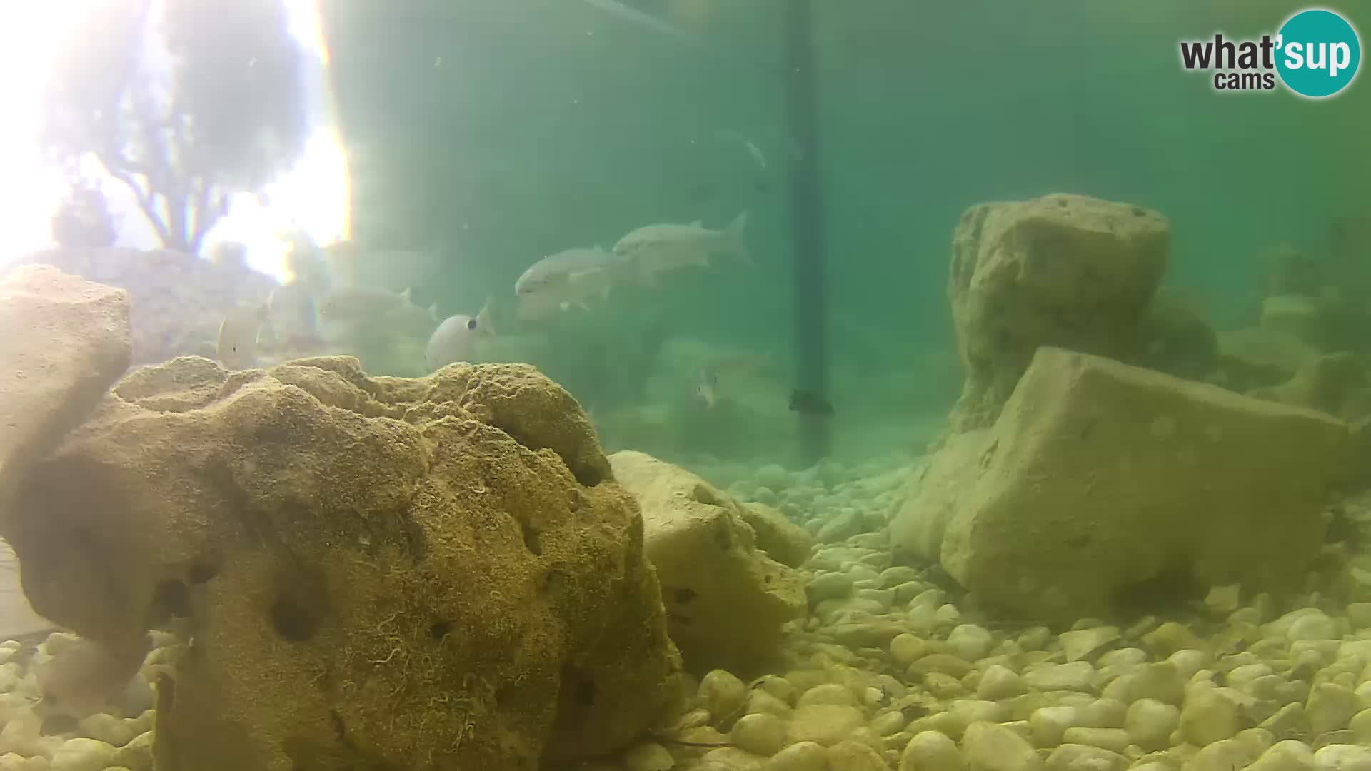 Vanjski morski akvarij Rogoznica web kamera Hrvatska