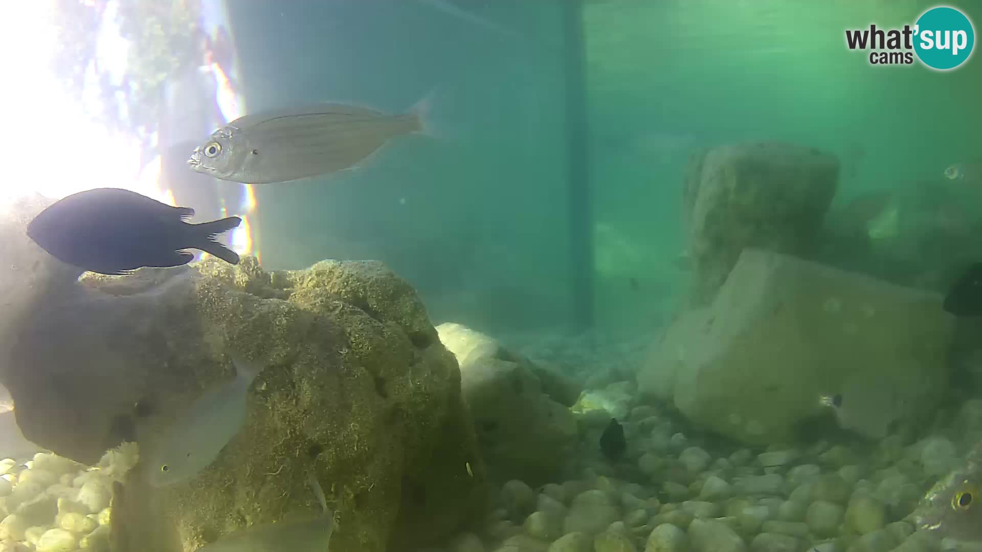Aquario marino esterno –  Rogoznica livecam Croazia