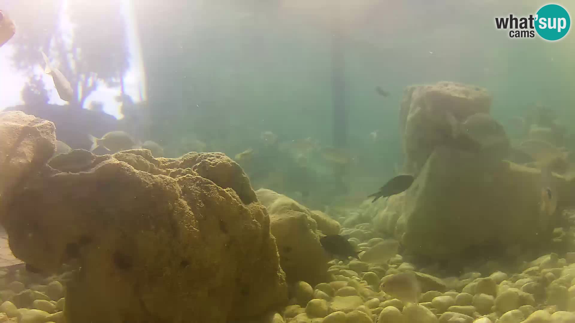 Webcam de l’aquarium marin extérieur de Rogoznica Croatie