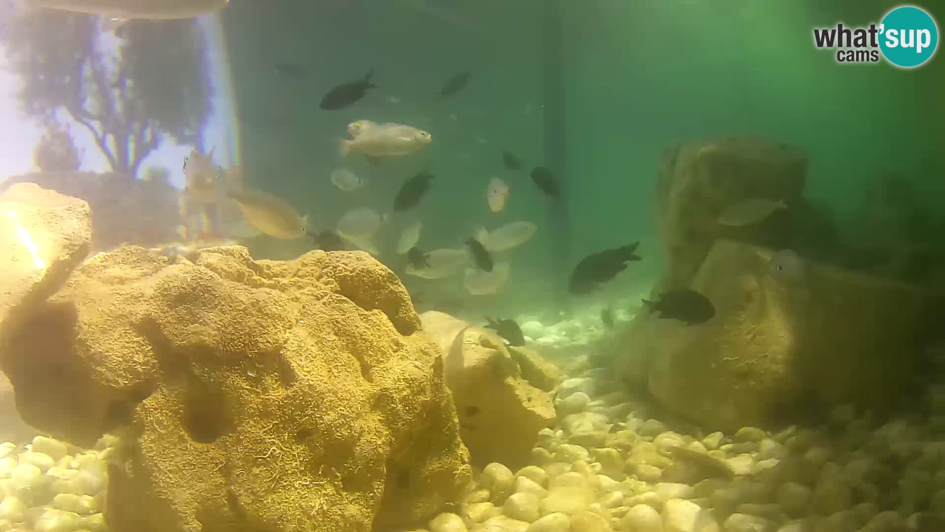 Webcam de l’aquarium marin extérieur de Rogoznica Croatie
