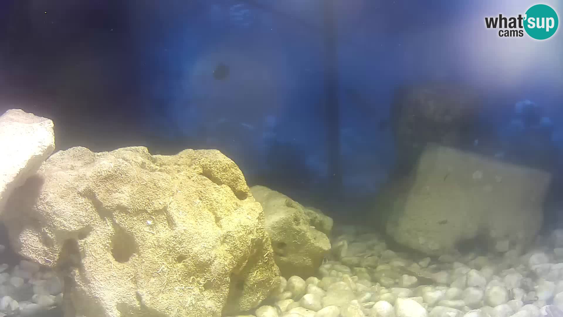 Outdoor Marine Aquarium Rogoznica webcam Croatia