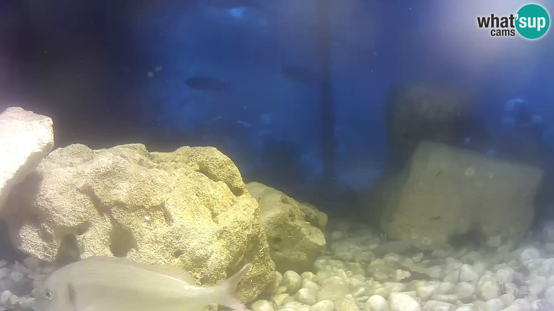 Webcam de l’aquarium marin extérieur de Rogoznica Croatie