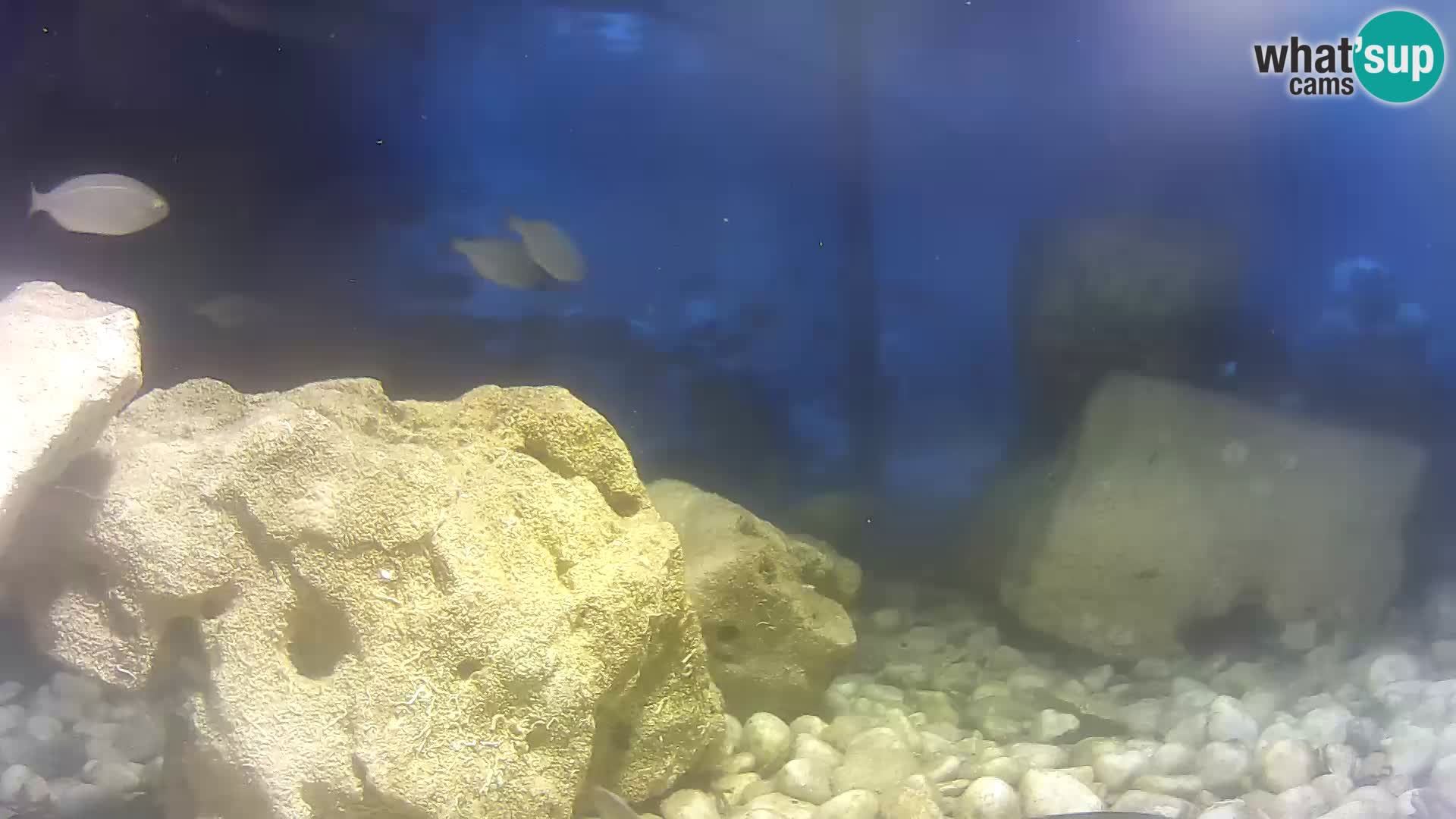 Webcam de l’aquarium marin extérieur de Rogoznica Croatie