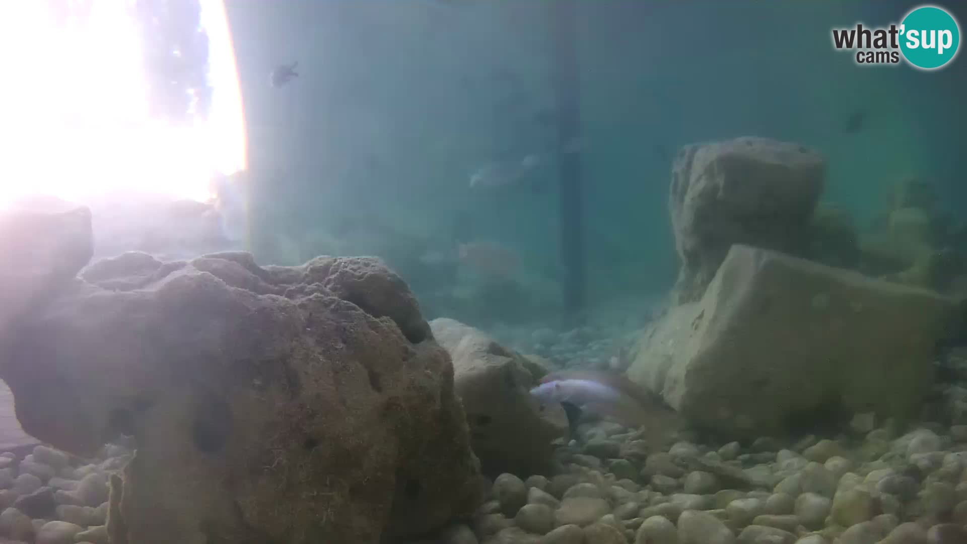 Outdoor Marine Aquarium Rogoznica webcam Croatia