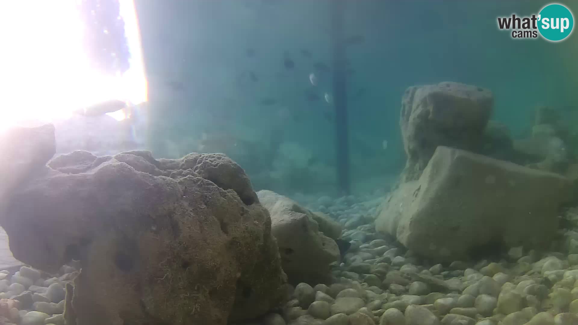 Acuario marino al aire libre Rogoznica webcam Croacia