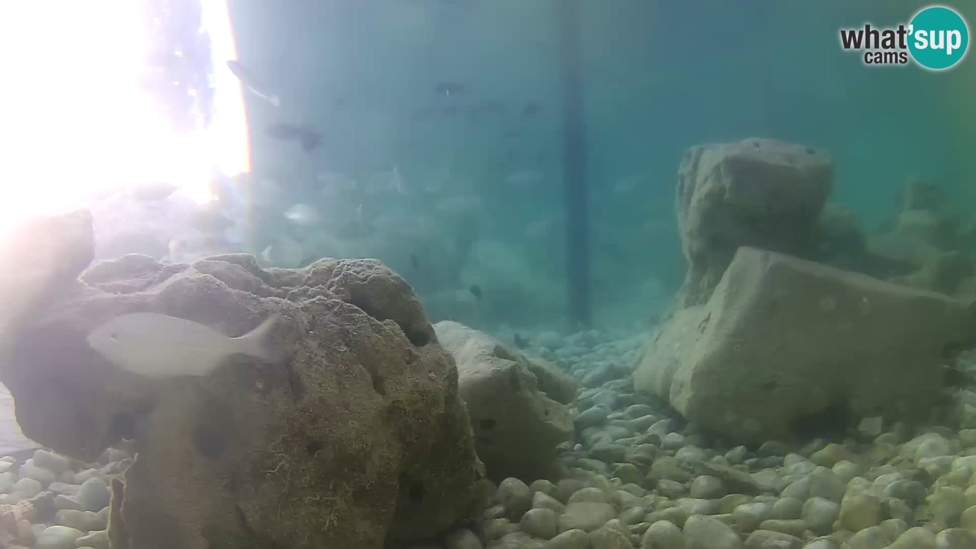Aquario marino esterno –  Rogoznica livecam Croazia