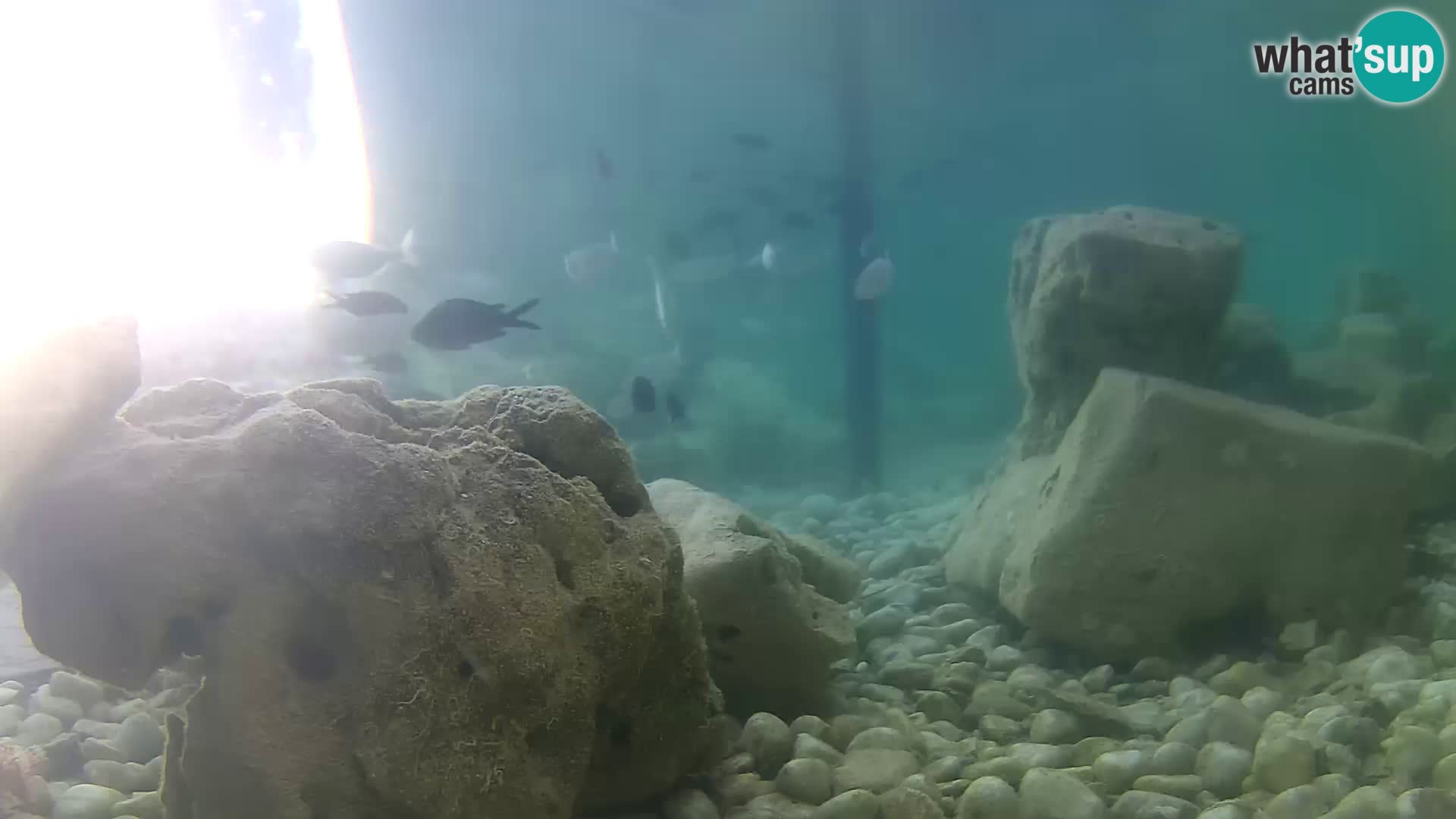 Outdoor Marine Aquarium Rogoznica webcam Croatia