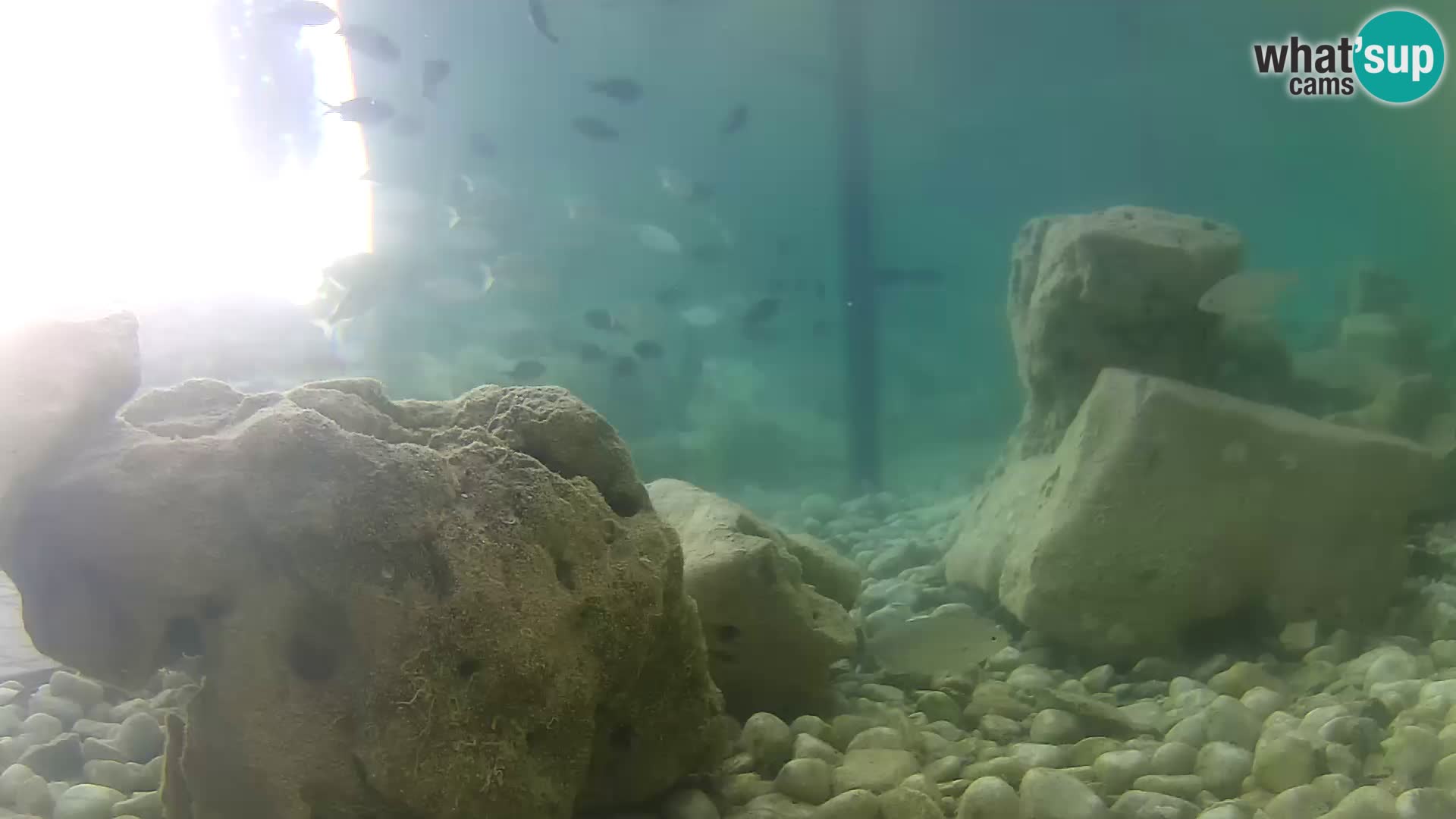 Webcam de l’aquarium marin extérieur de Rogoznica Croatie