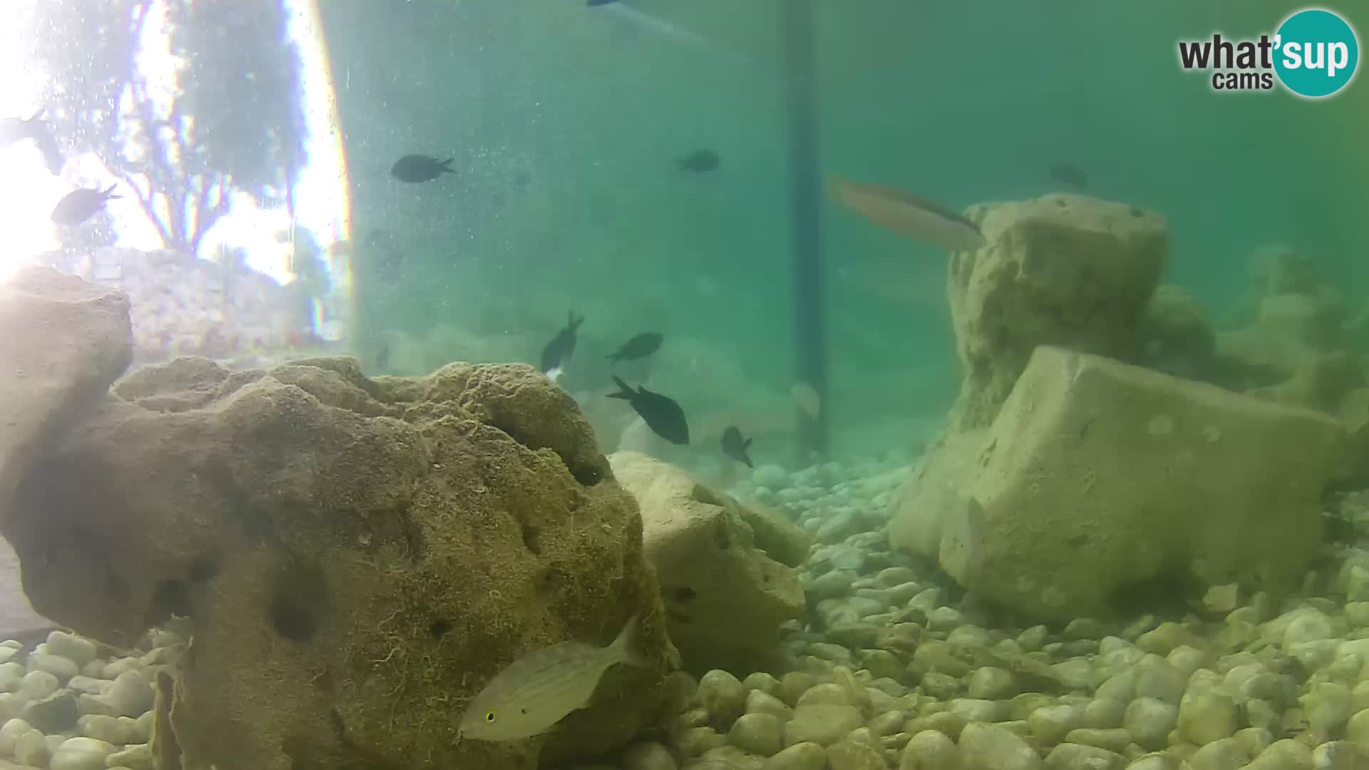 Zunanji morski akvarij Rogoznica spletna kamera Hrvaška