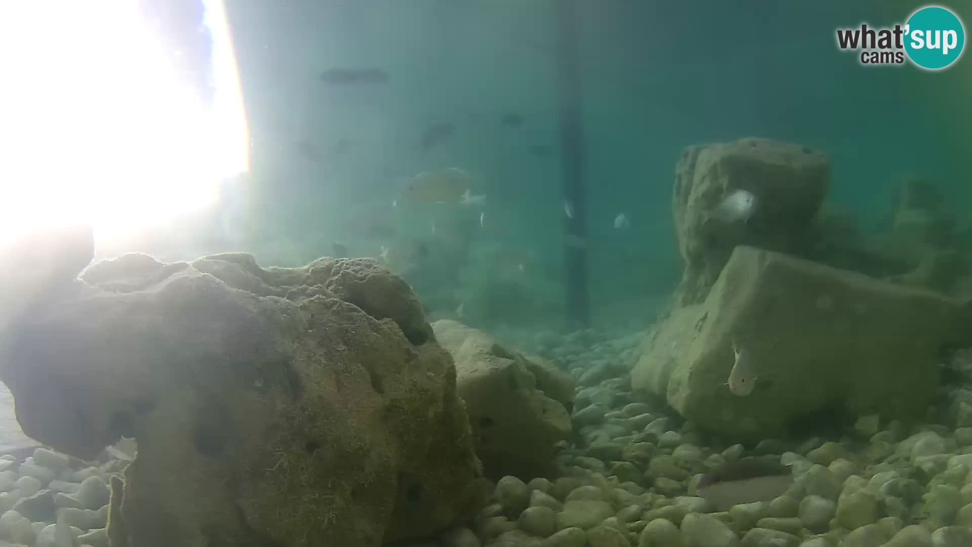 Acuario marino al aire libre Rogoznica webcam Croacia