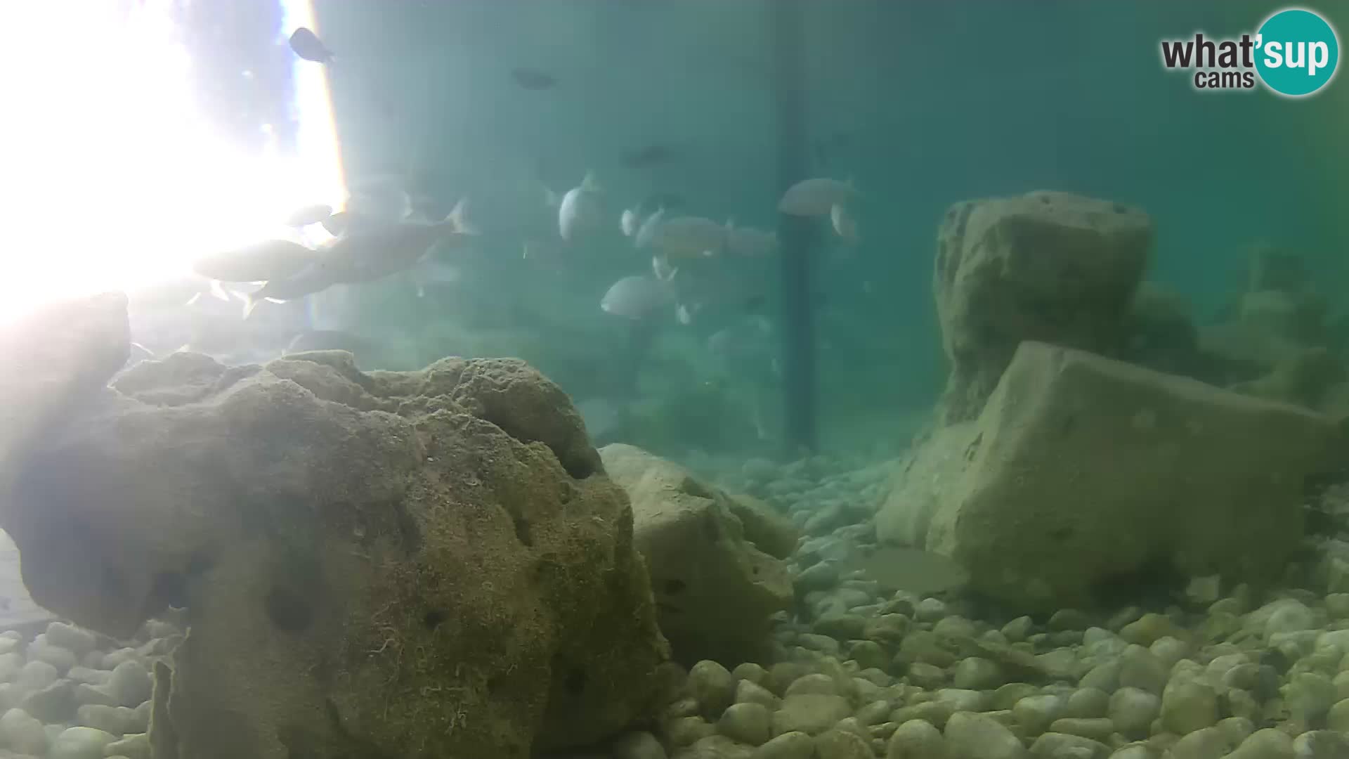Acuario marino al aire libre Rogoznica webcam Croacia