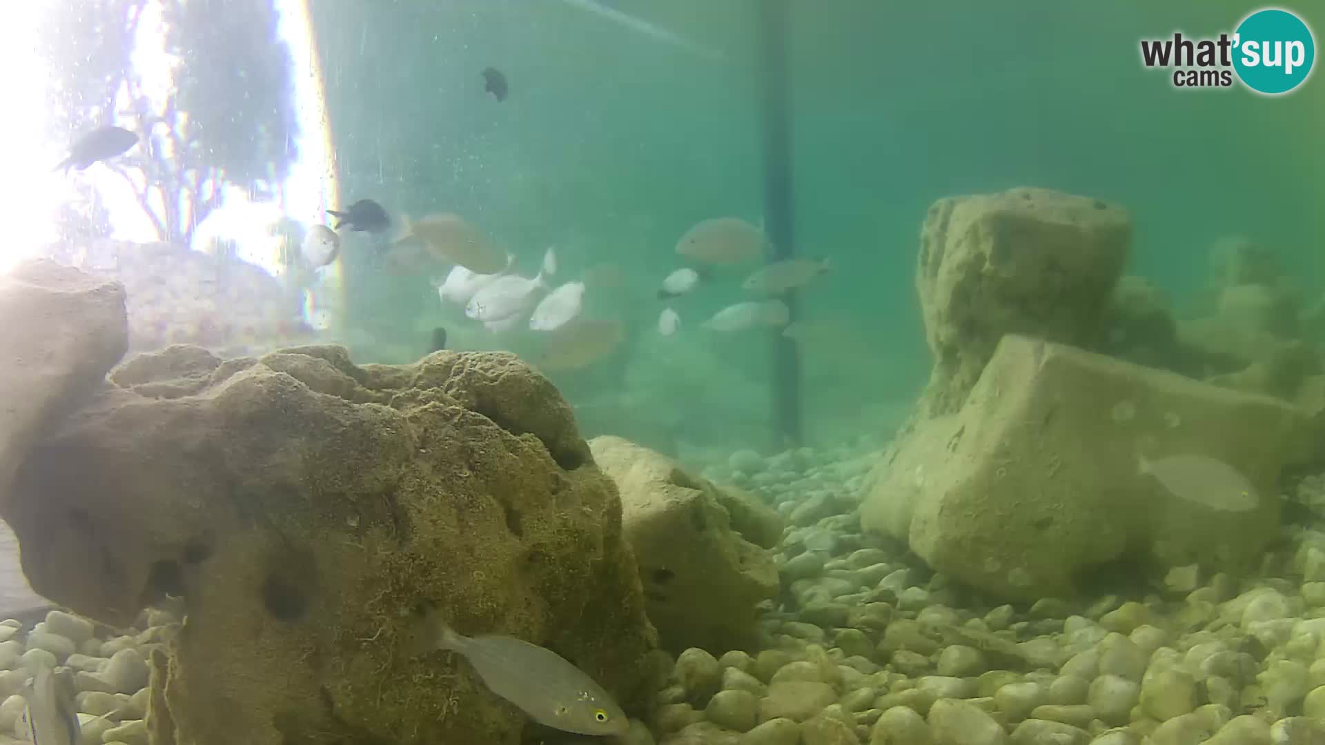 Aquario marino esterno –  Rogoznica livecam Croazia