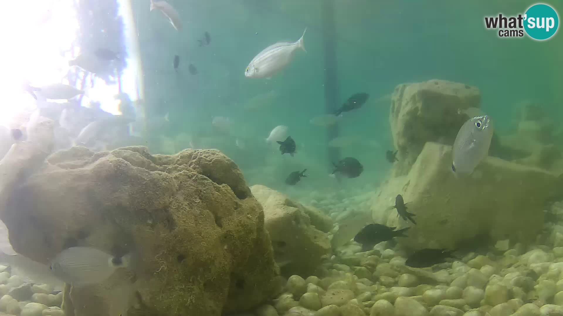 Outdoor Marine Aquarium Rogoznica webcam Croatia