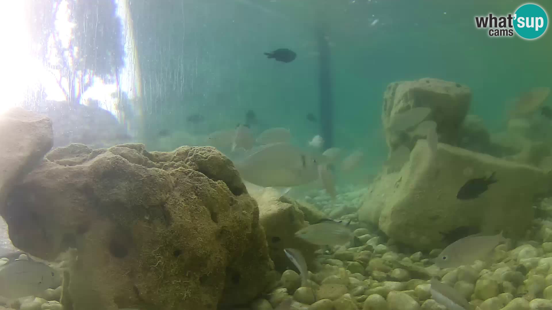 Outdoor Marine Aquarium Rogoznica webcam Croatia