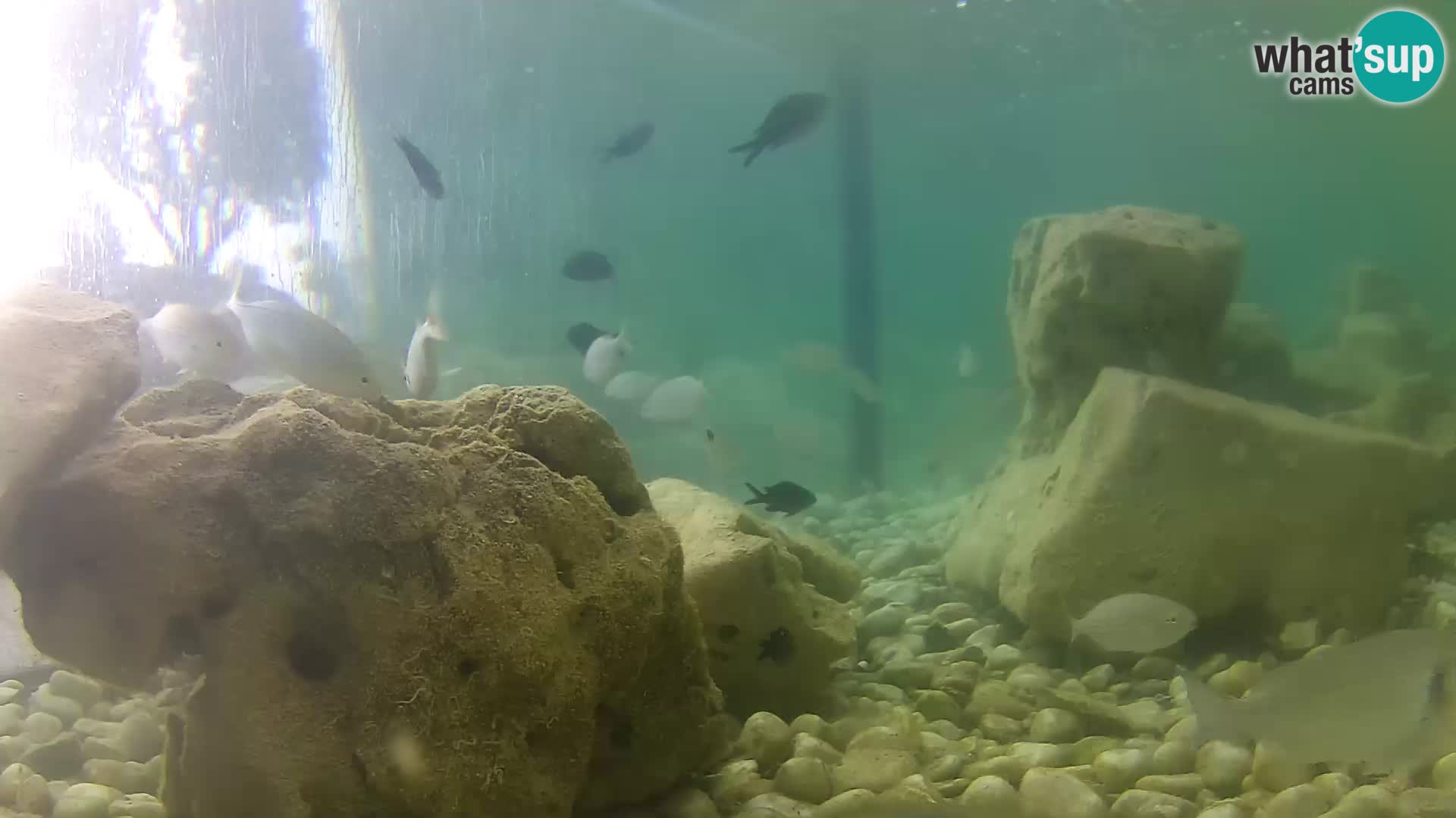 Acuario marino al aire libre Rogoznica webcam Croacia
