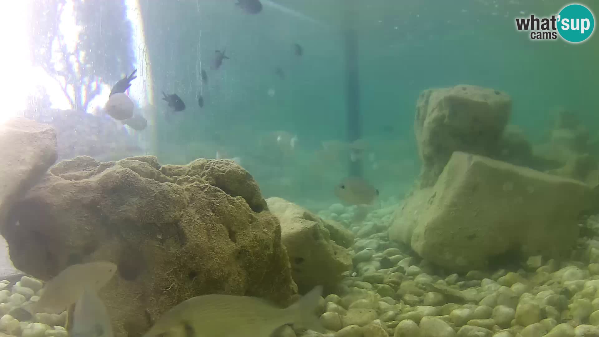 Zunanji morski akvarij Rogoznica spletna kamera Hrvaška