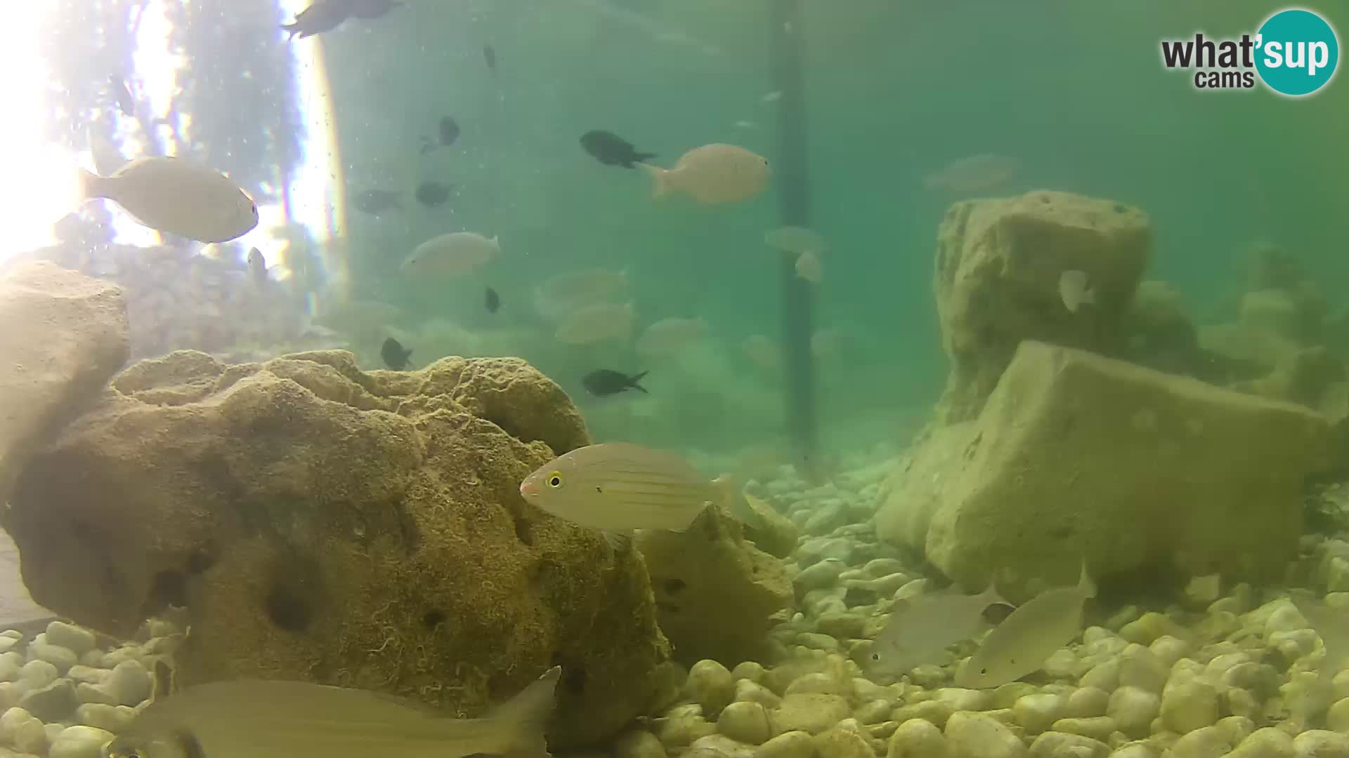 Outdoor Marine Aquarium Rogoznica webcam Croatia
