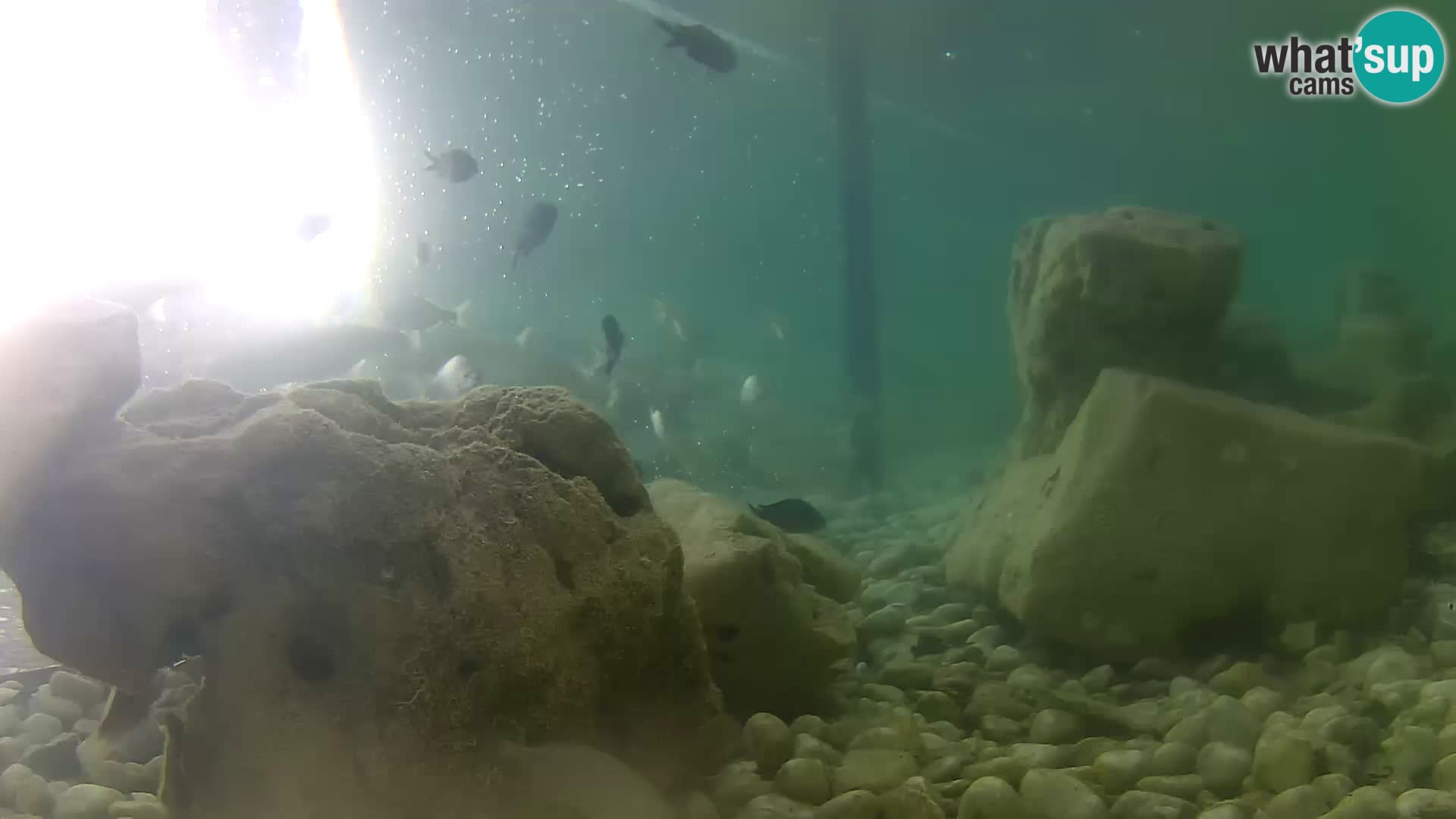 Webcam de l’aquarium marin extérieur de Rogoznica Croatie