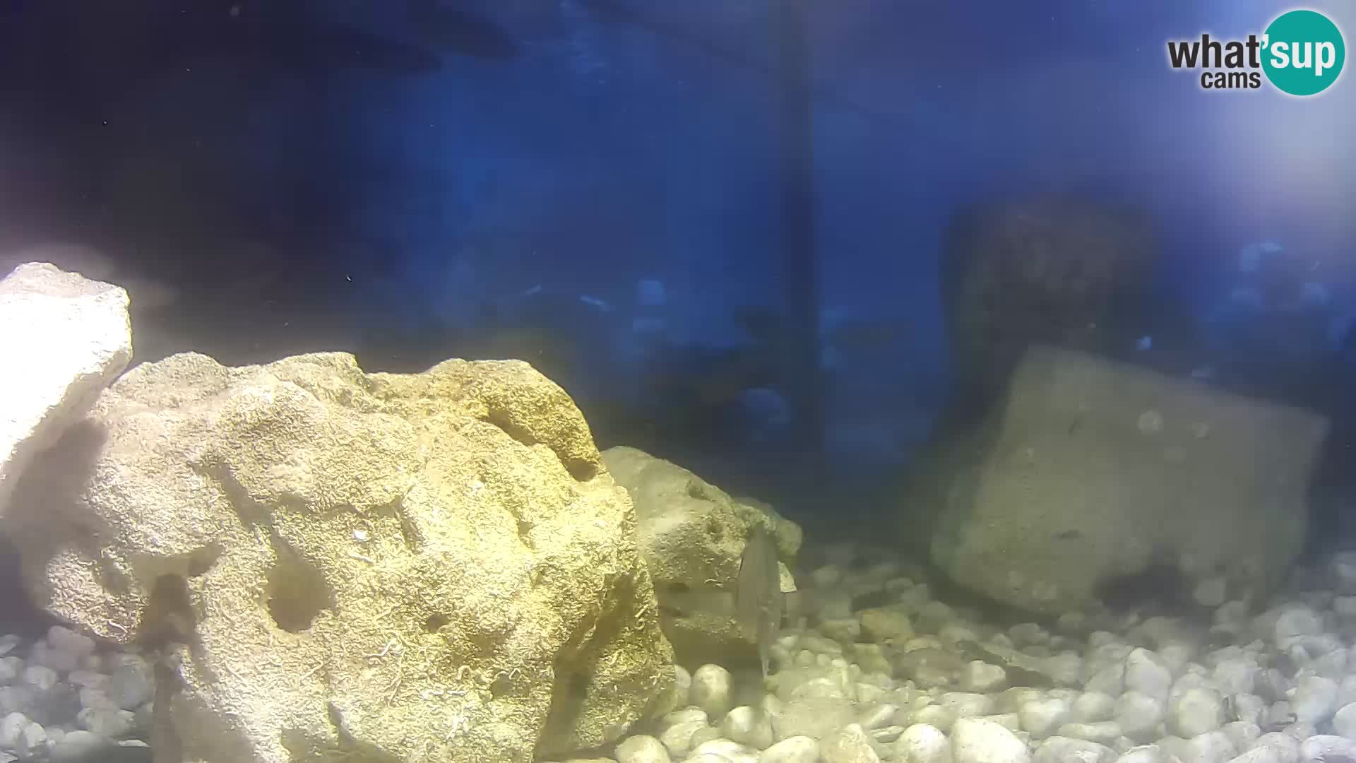 Webcam de l’aquarium marin extérieur de Rogoznica Croatie