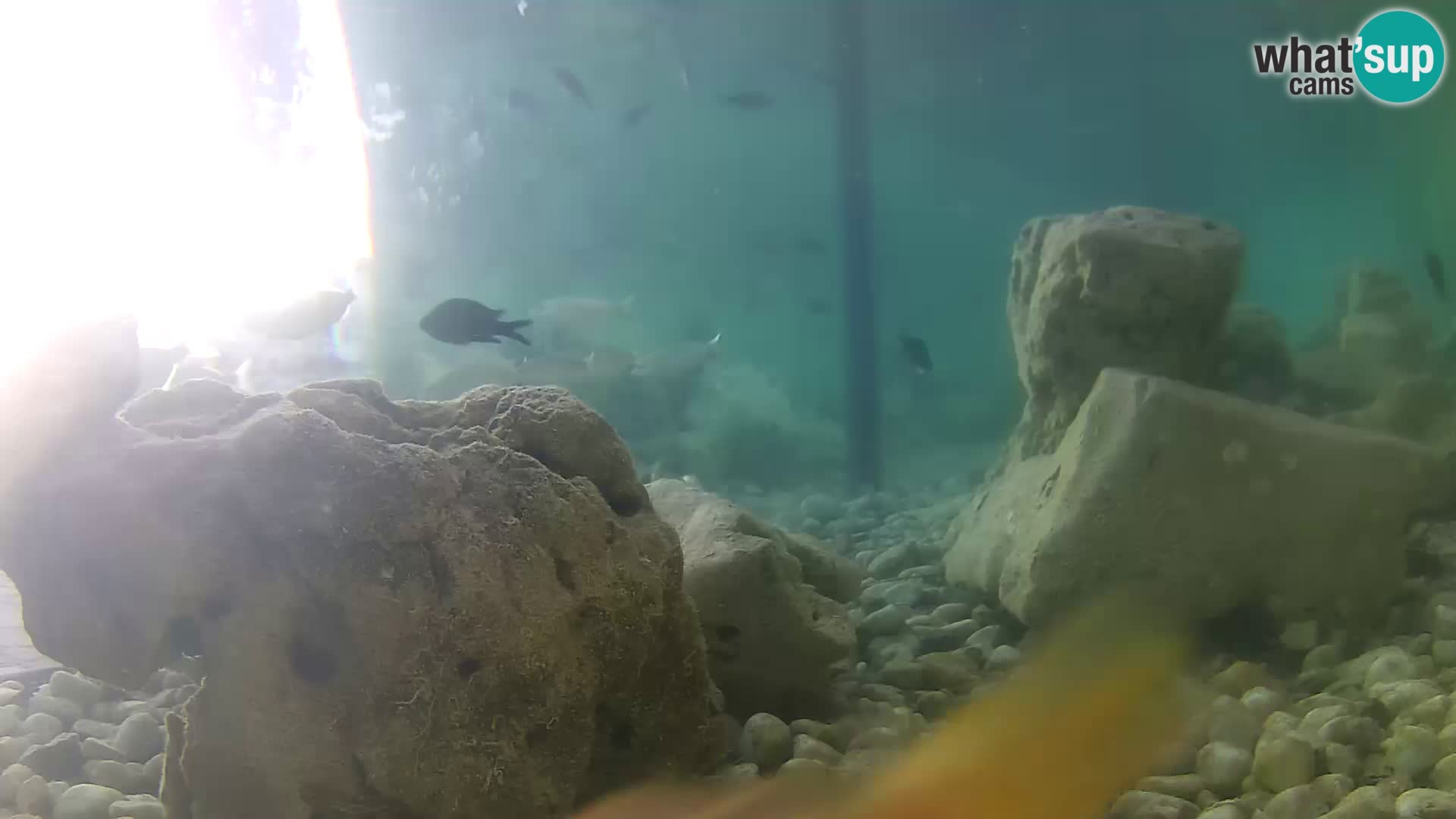 Aquario marino esterno –  Rogoznica livecam Croazia