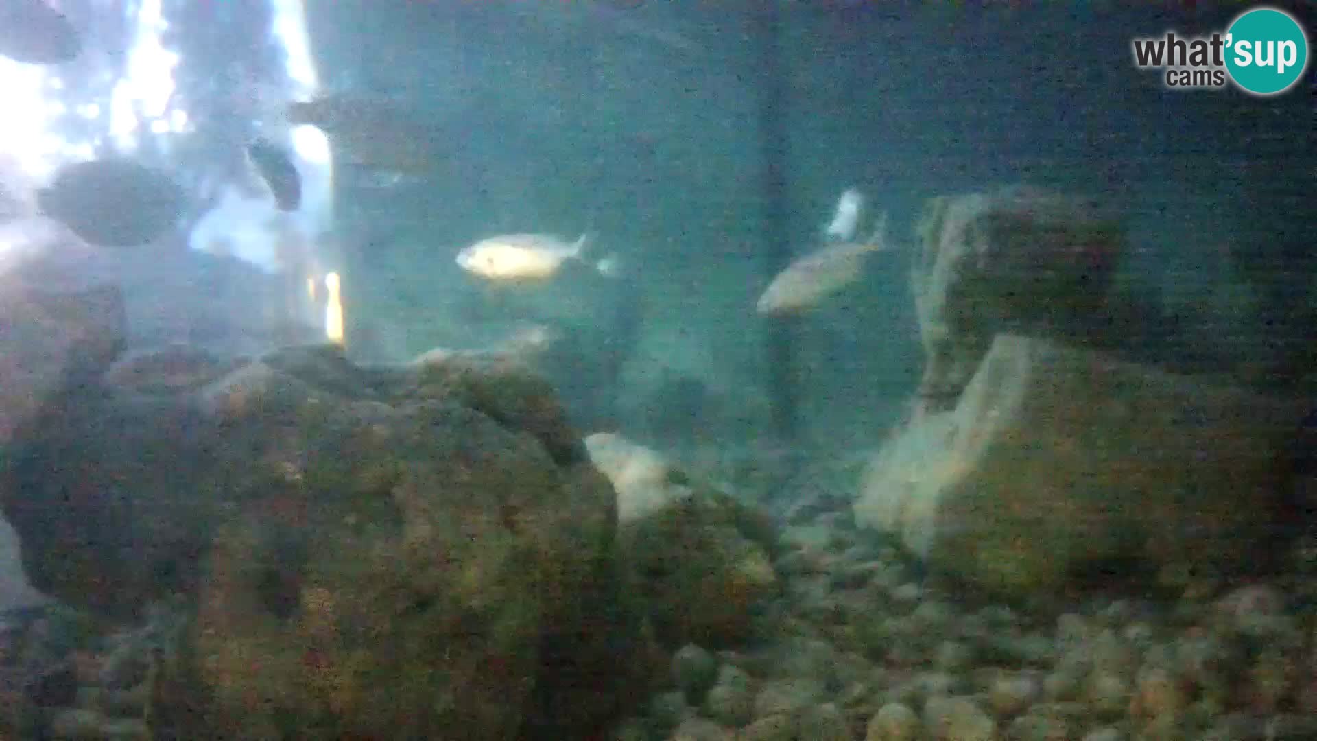 Marine Aquarium im Freien Rogoznica webcam Kroatien