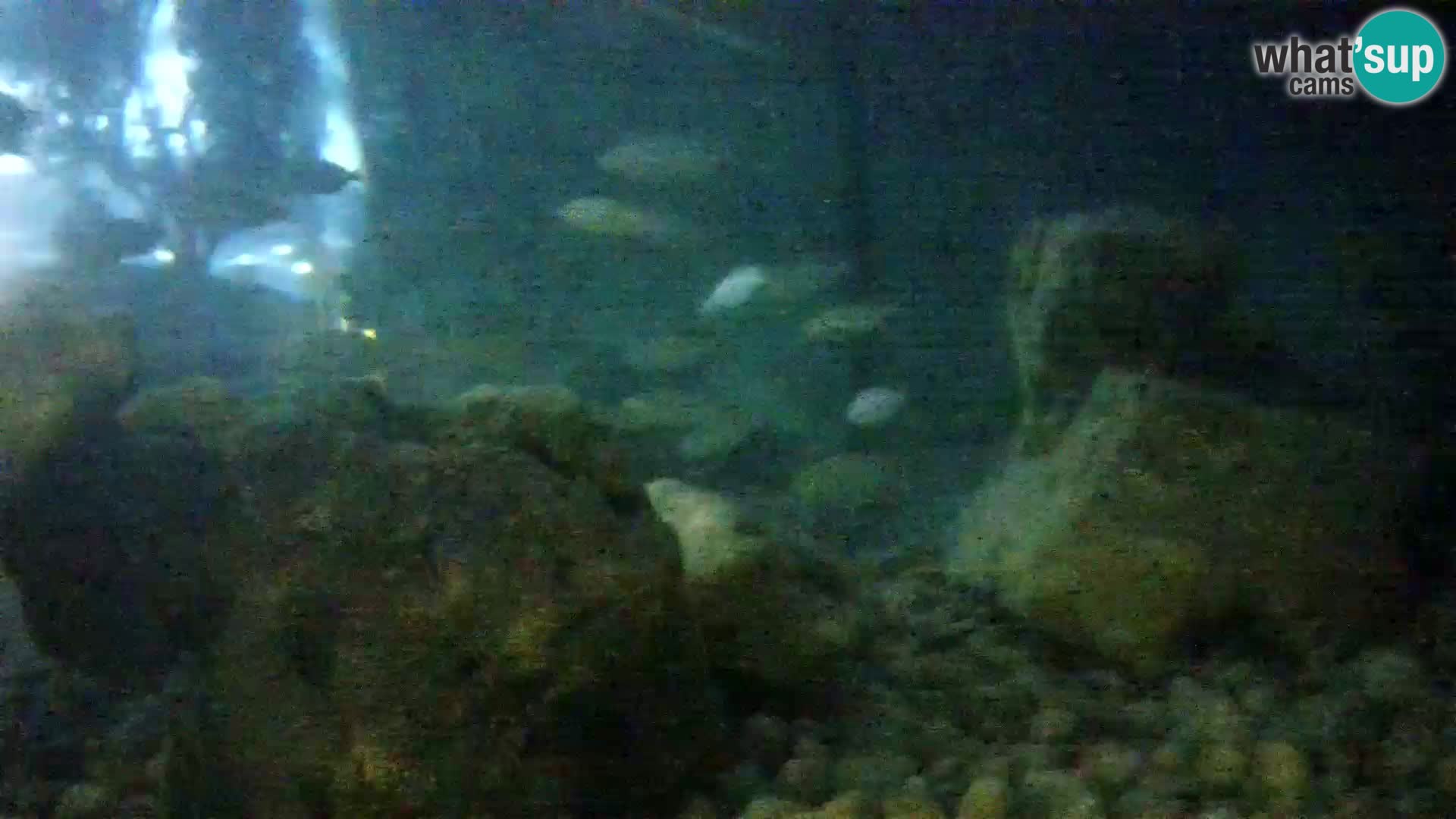 Aquario marino esterno –  Rogoznica livecam Croazia