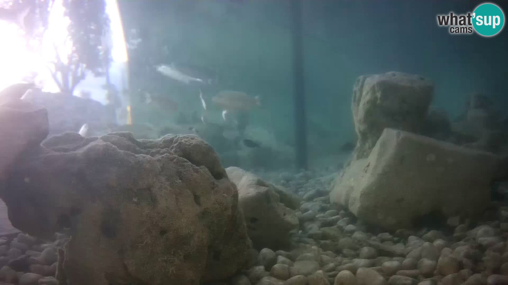 Zunanji morski akvarij Rogoznica spletna kamera Hrvaška