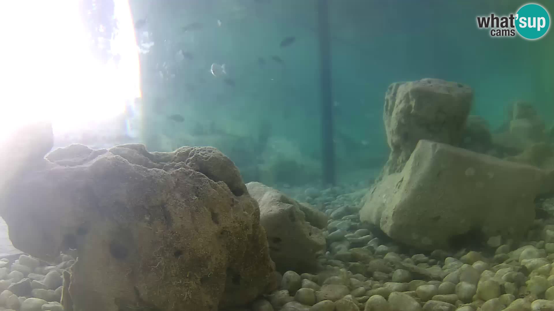 Aquario marino esterno –  Rogoznica livecam Croazia