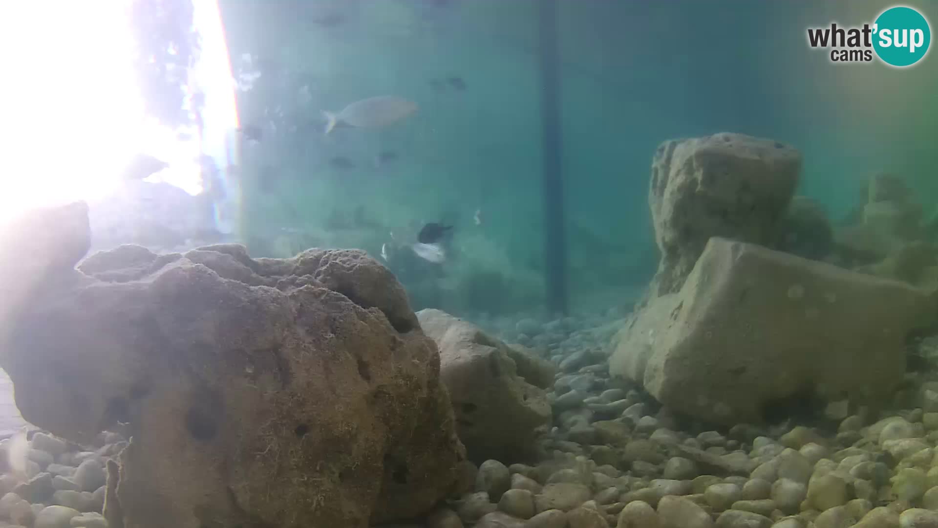 Aquario marino esterno –  Rogoznica livecam Croazia