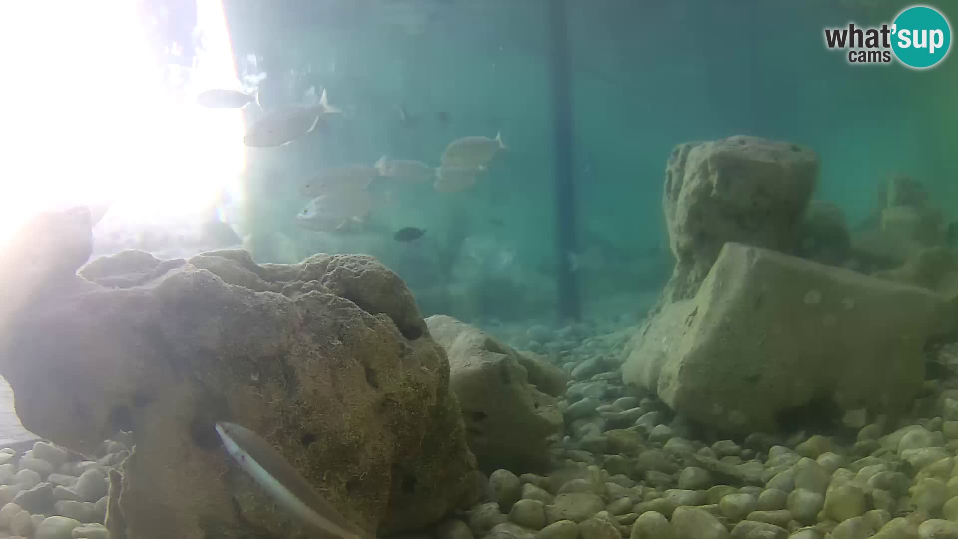 Aquario marino esterno –  Rogoznica livecam Croazia