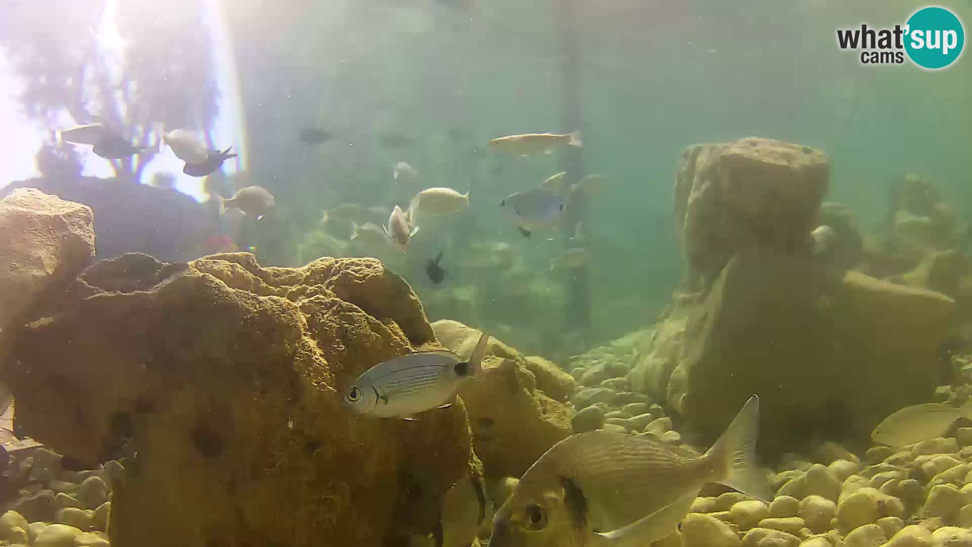 Aquario marino esterno –  Rogoznica livecam Croazia