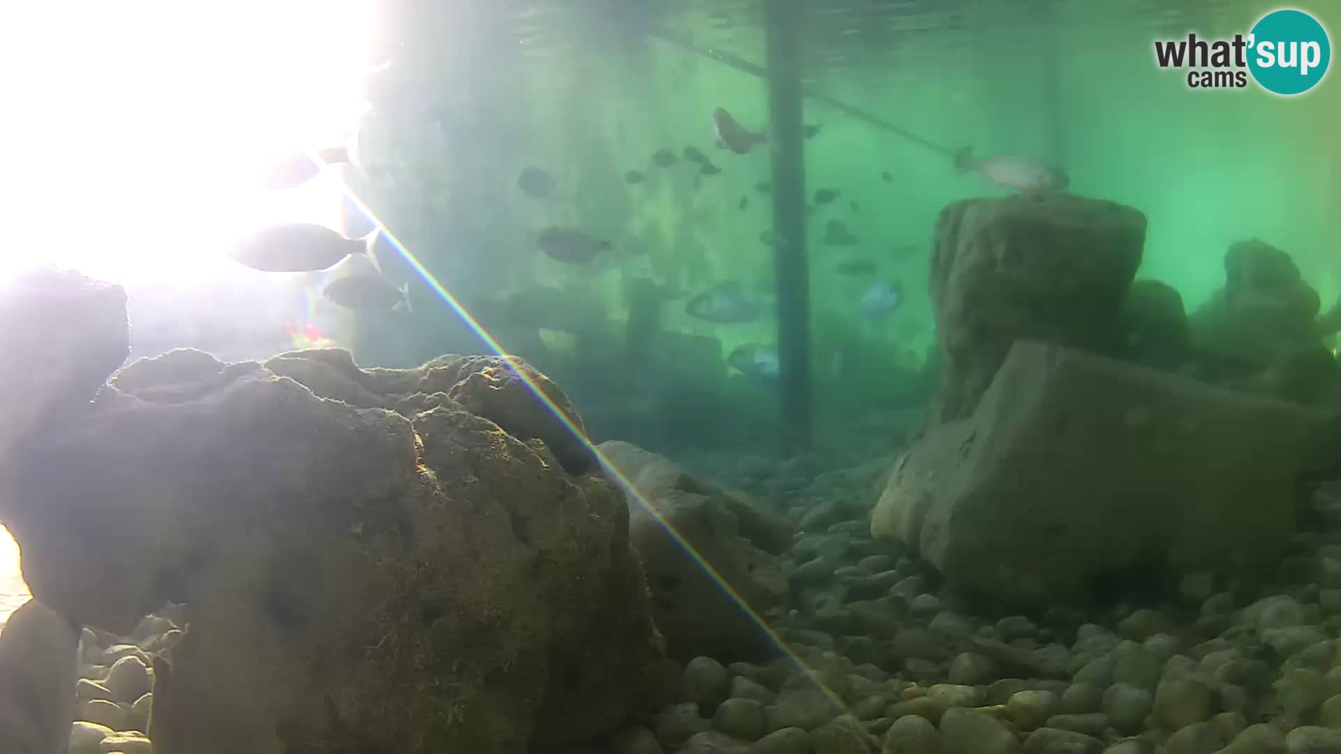 Aquario marino esterno –  Rogoznica livecam Croazia