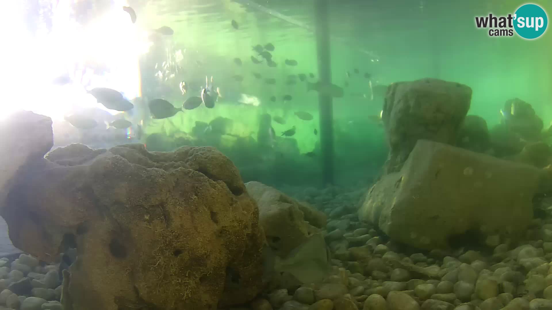 Acuario marino al aire libre Rogoznica webcam Croacia