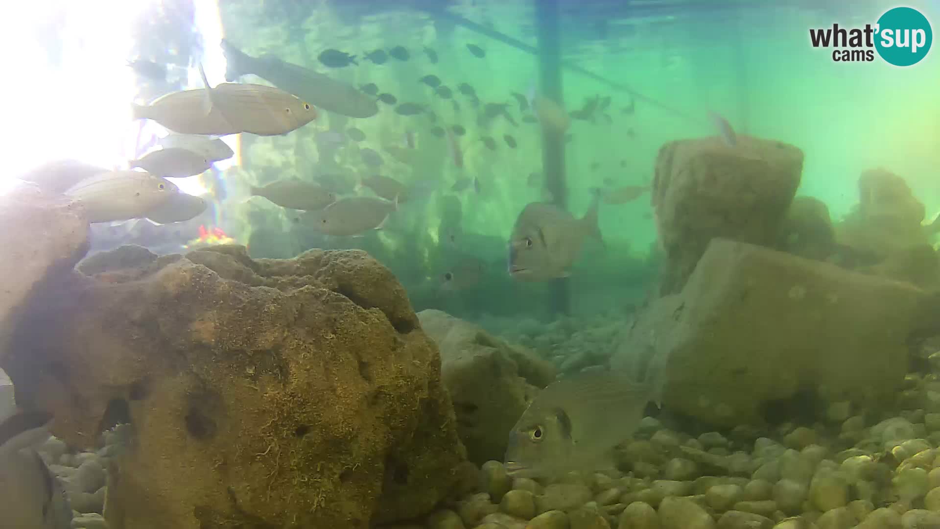 Marine Aquarium im Freien Rogoznica webcam Kroatien