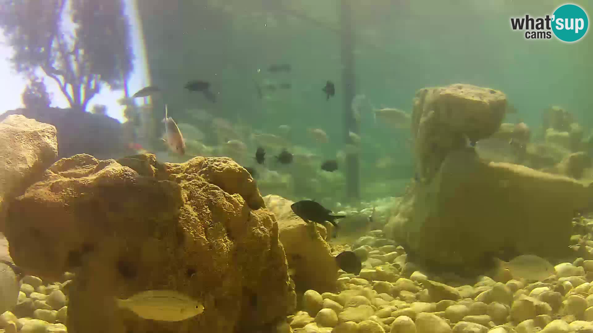 Aquario marino esterno –  Rogoznica livecam Croazia