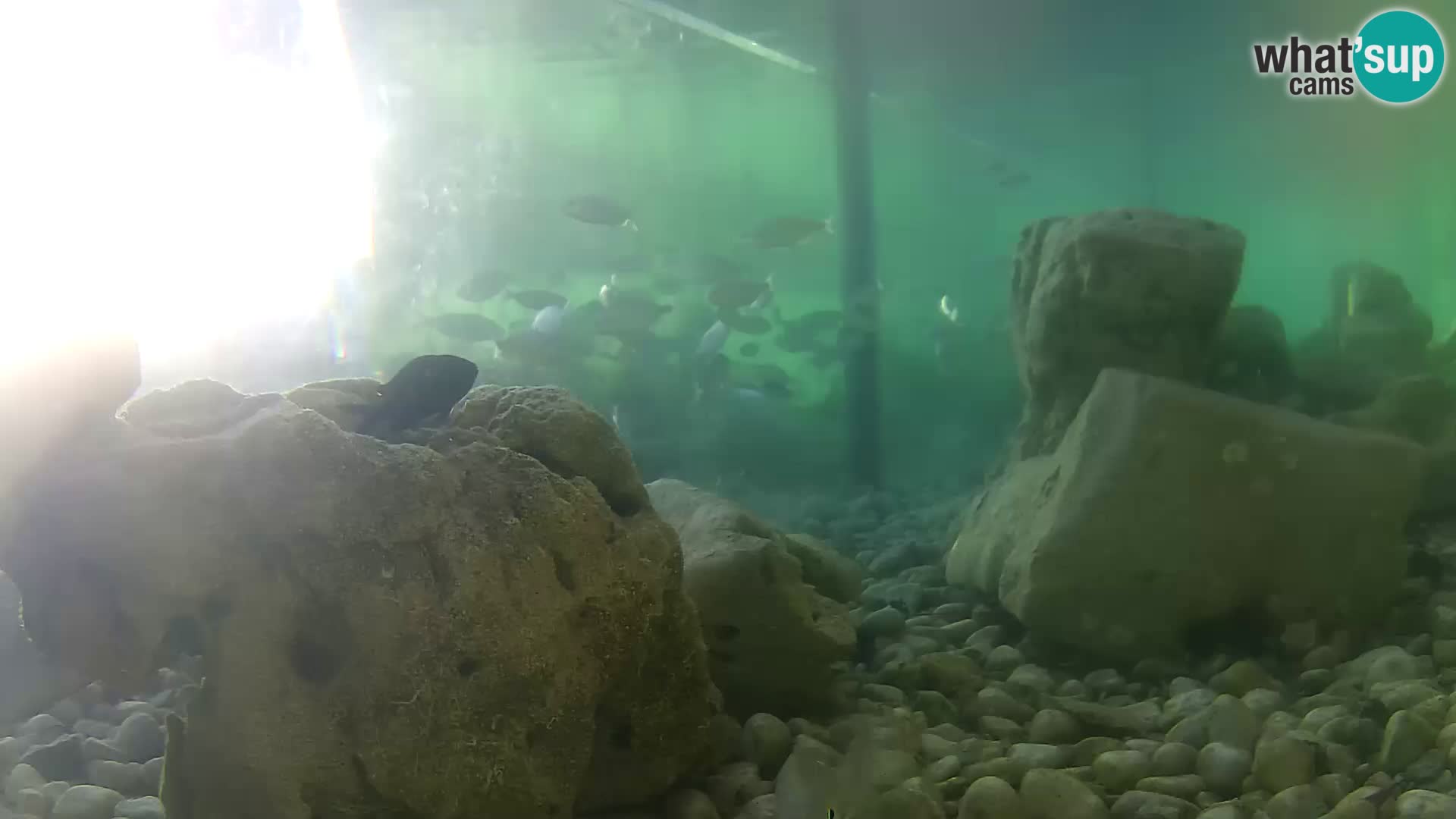 Outdoor Marine Aquarium Rogoznica webcam Croatia