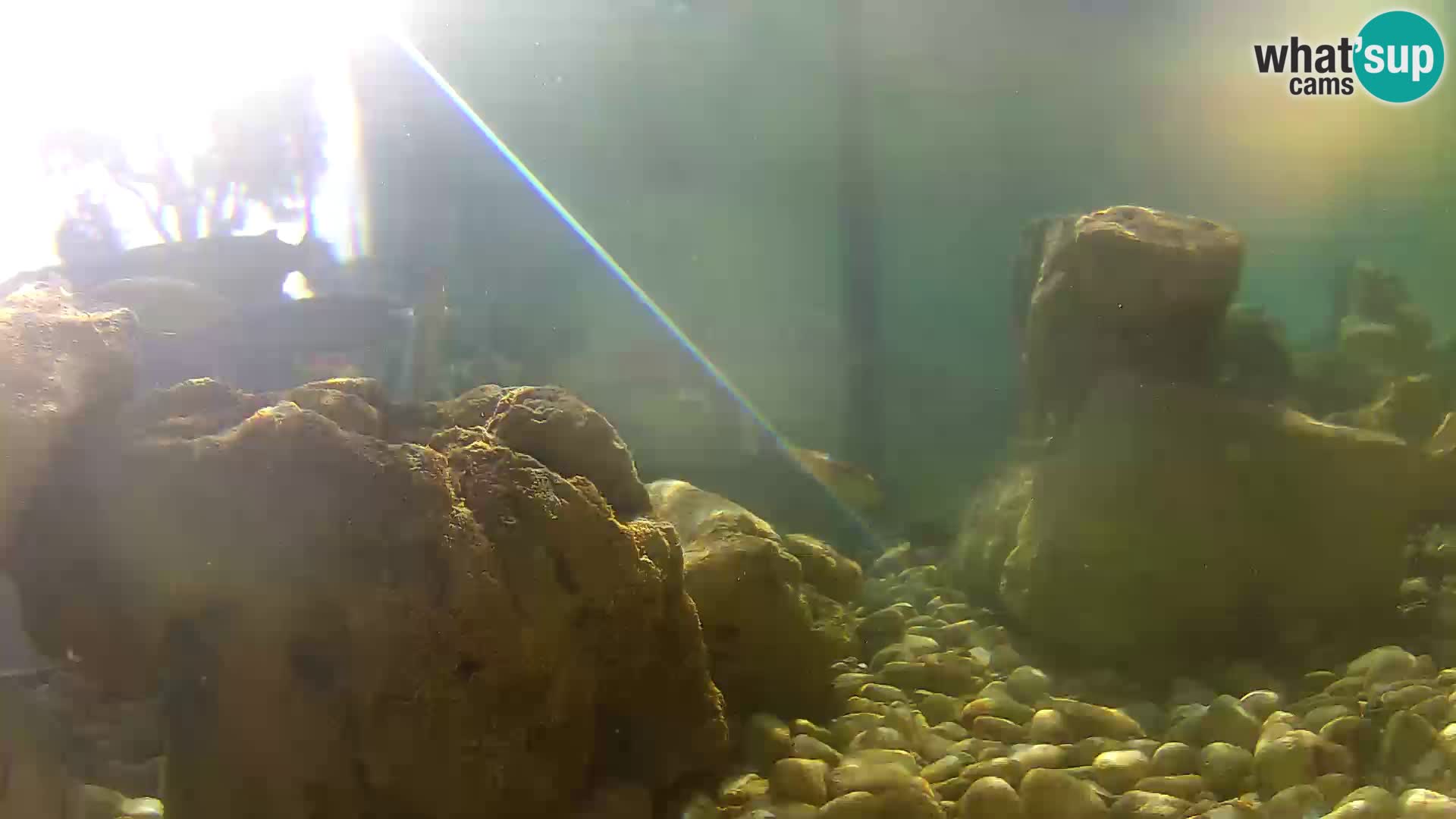 Outdoor Marine Aquarium Rogoznica webcam Croatia