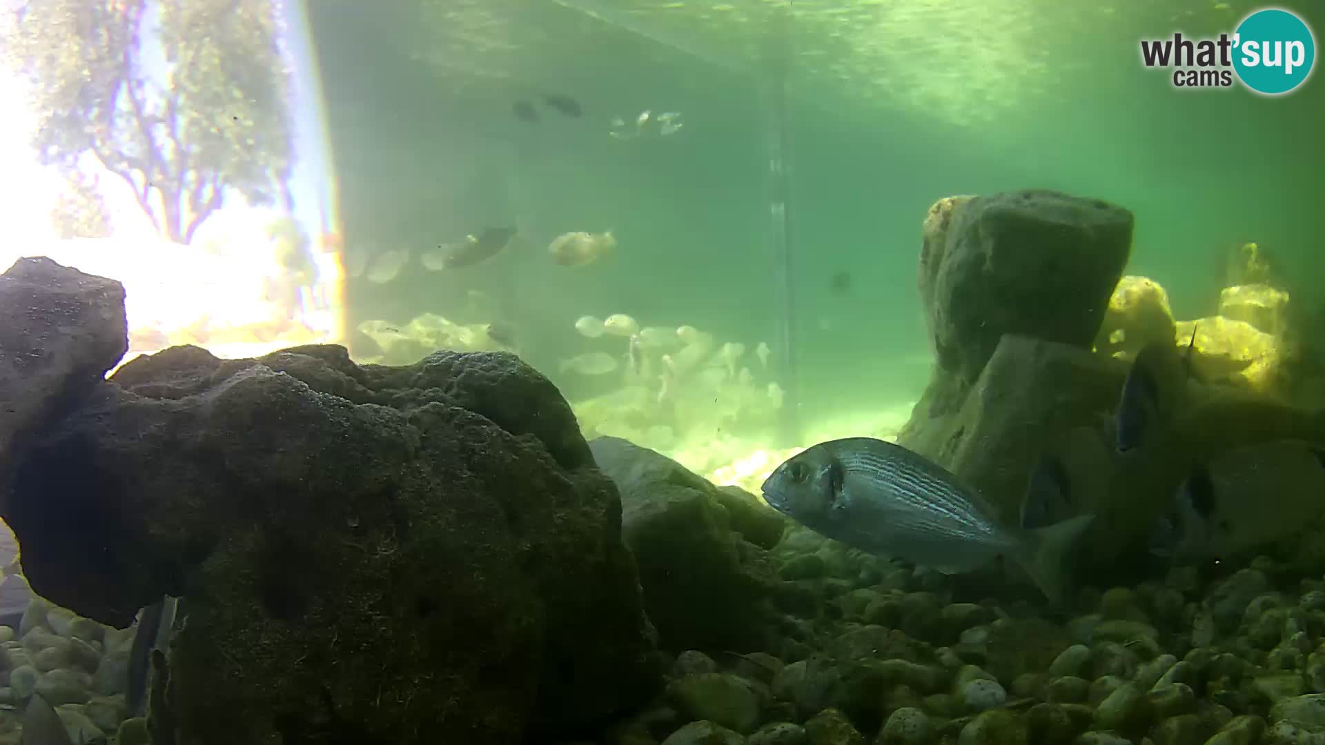 Acuario marino al aire libre Rogoznica webcam Croacia