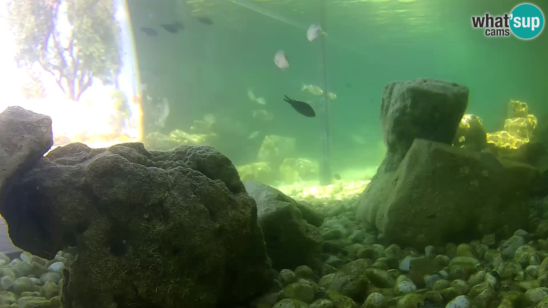 Marine Aquarium im Freien Rogoznica webcam Kroatien