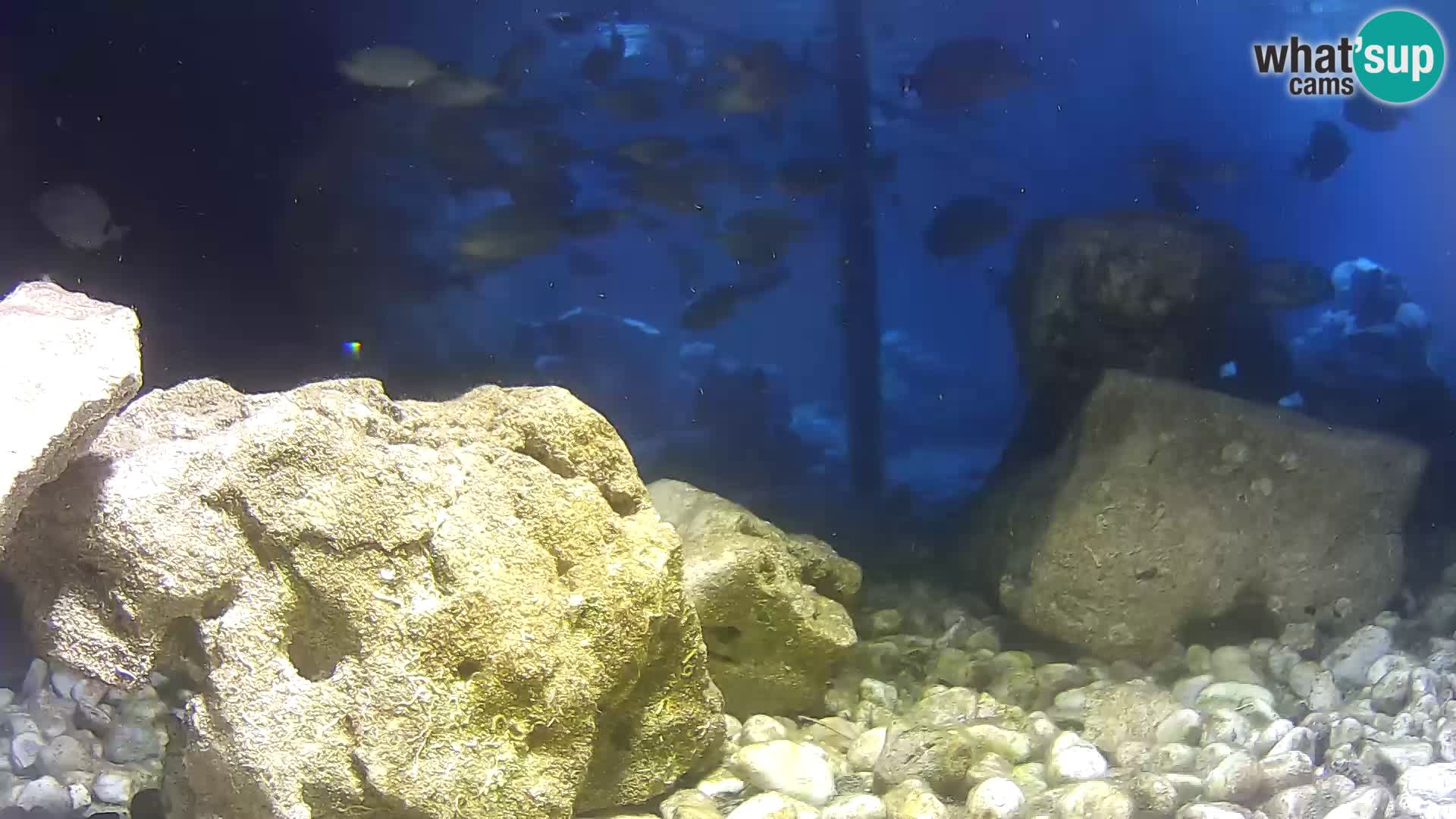 Zunanji morski akvarij Rogoznica spletna kamera Hrvaška