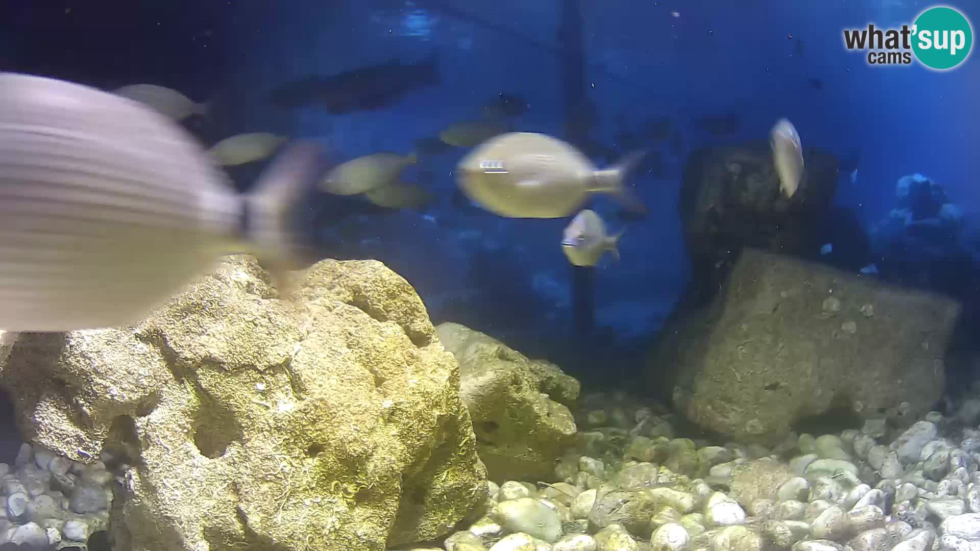 Outdoor Marine Aquarium Rogoznica webcam Croatia