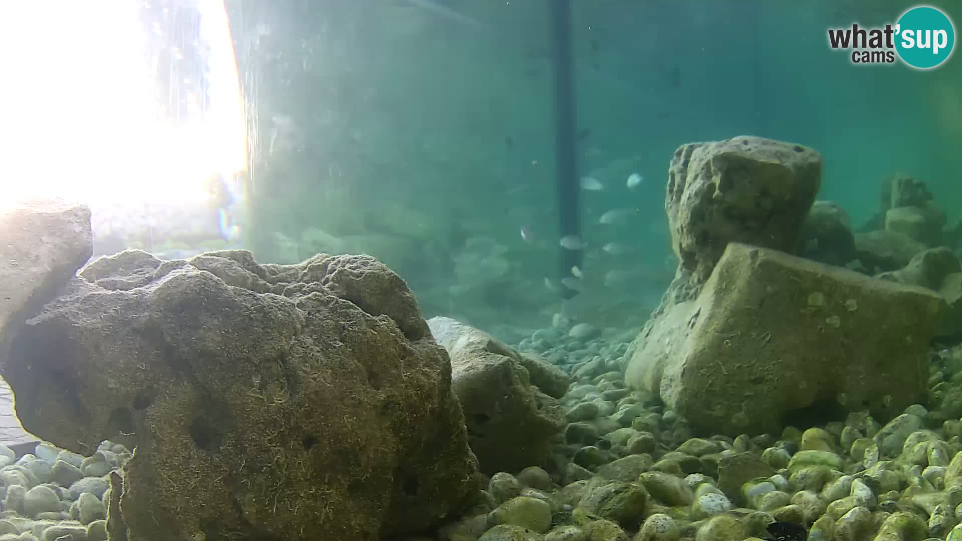 Marine Aquarium im Freien Rogoznica webcam Kroatien