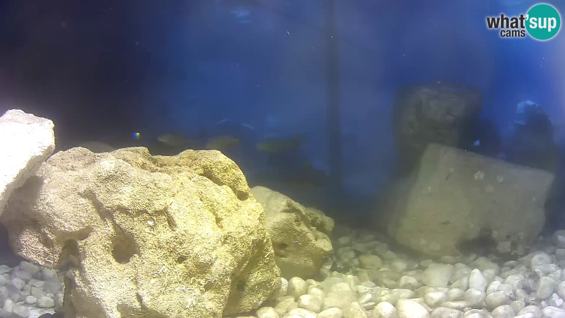 Webcam de l’aquarium marin extérieur de Rogoznica Croatie