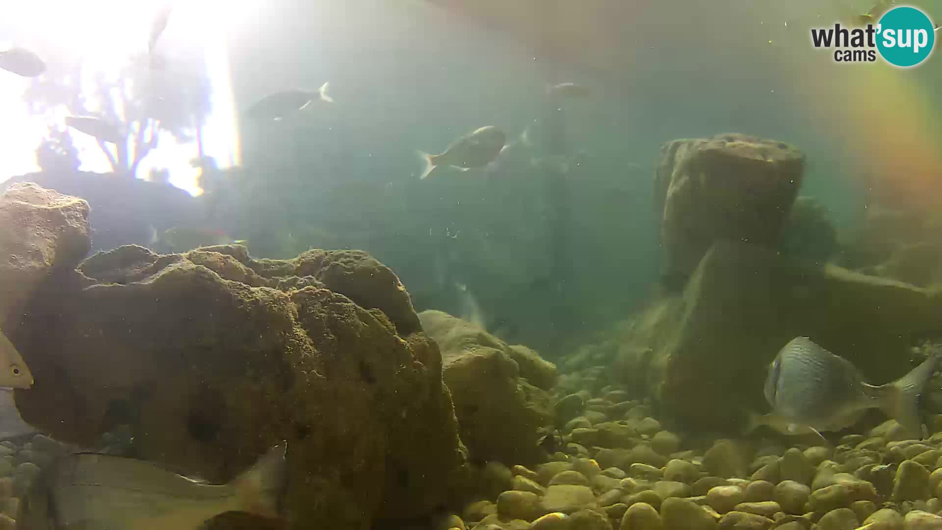 Zunanji morski akvarij Rogoznica spletna kamera Hrvaška