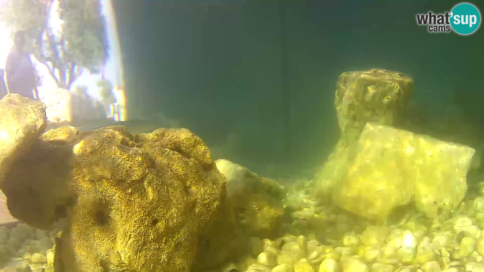 Acuario marino al aire libre Rogoznica webcam Croacia