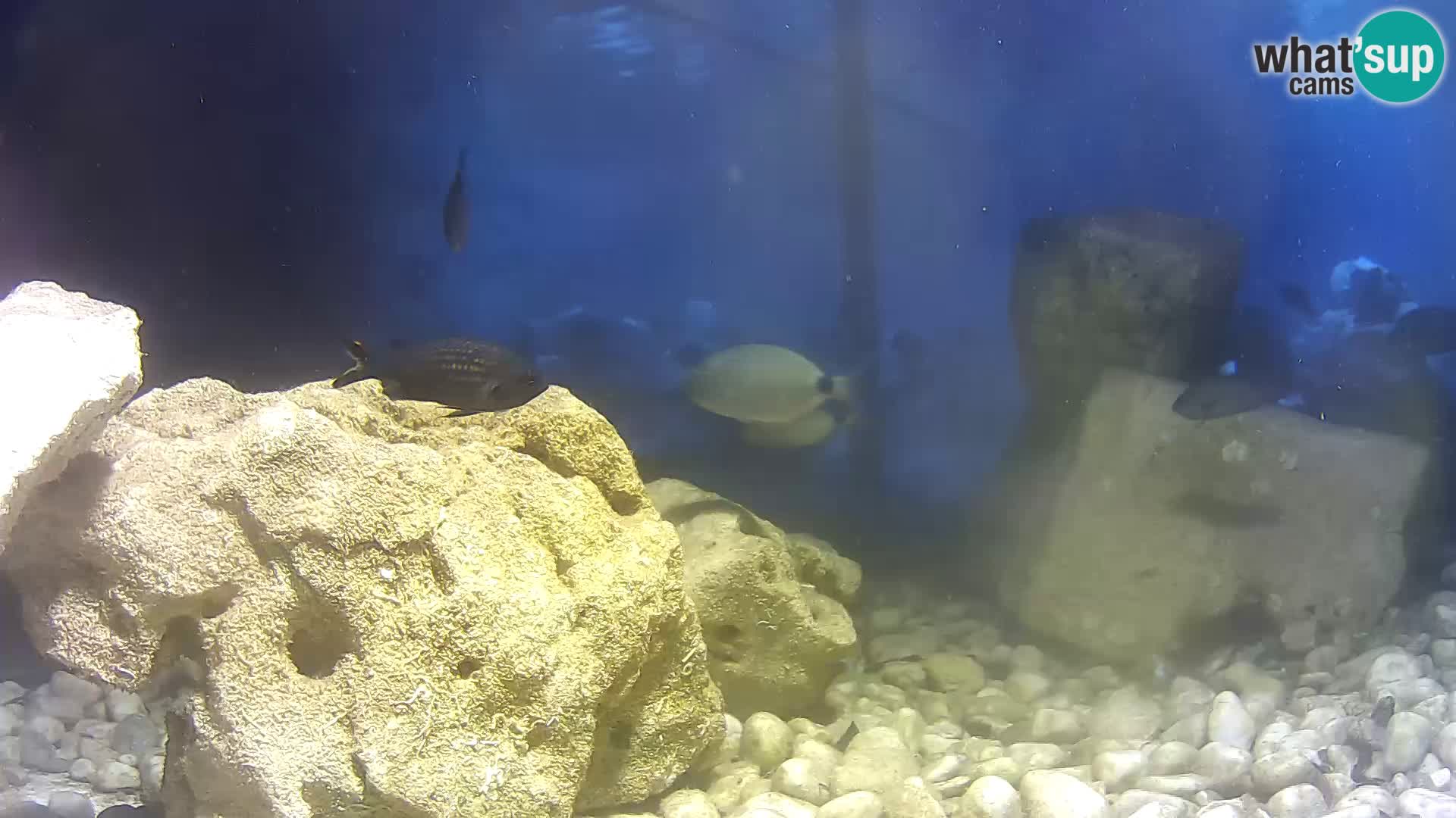 Outdoor Marine Aquarium Rogoznica webcam Croatia