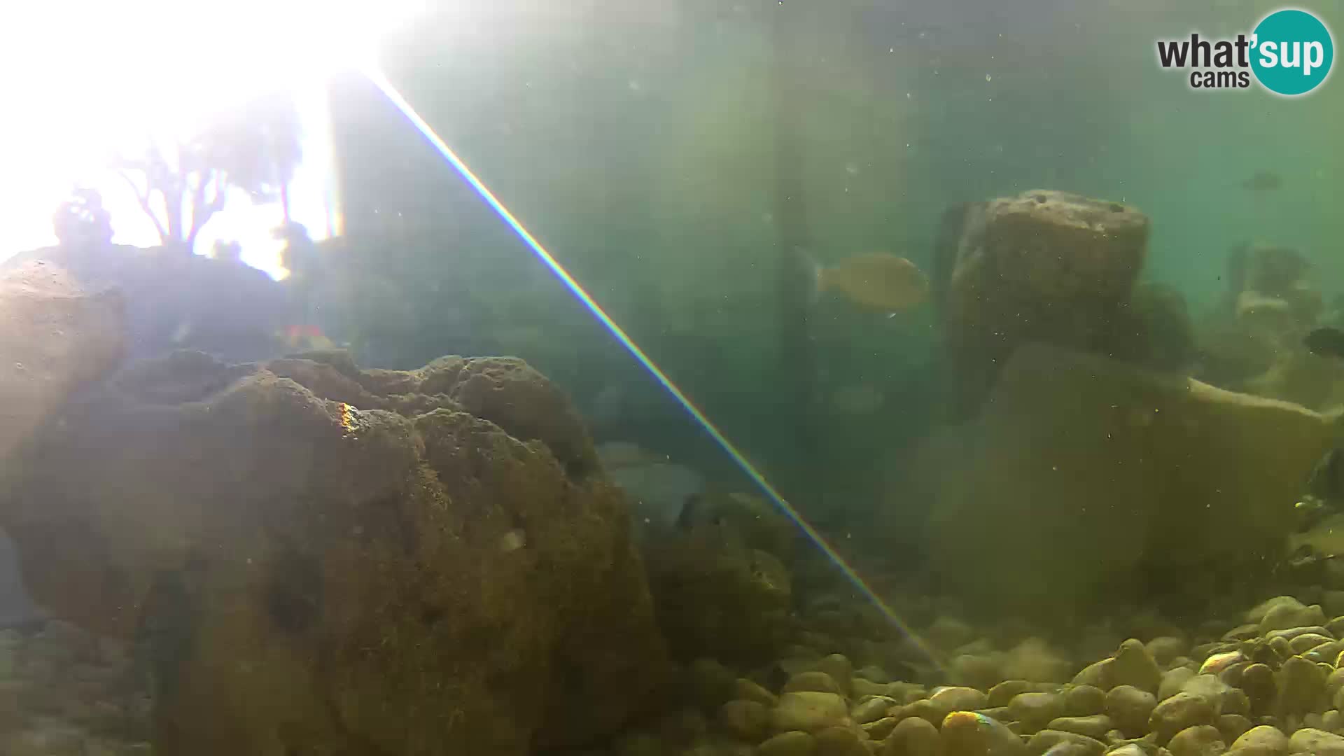 Zunanji morski akvarij Rogoznica spletna kamera Hrvaška