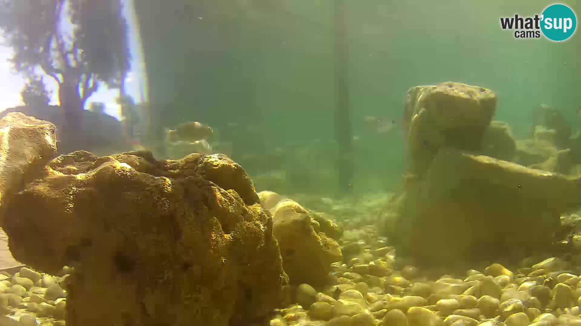 Acuario marino al aire libre Rogoznica webcam Croacia