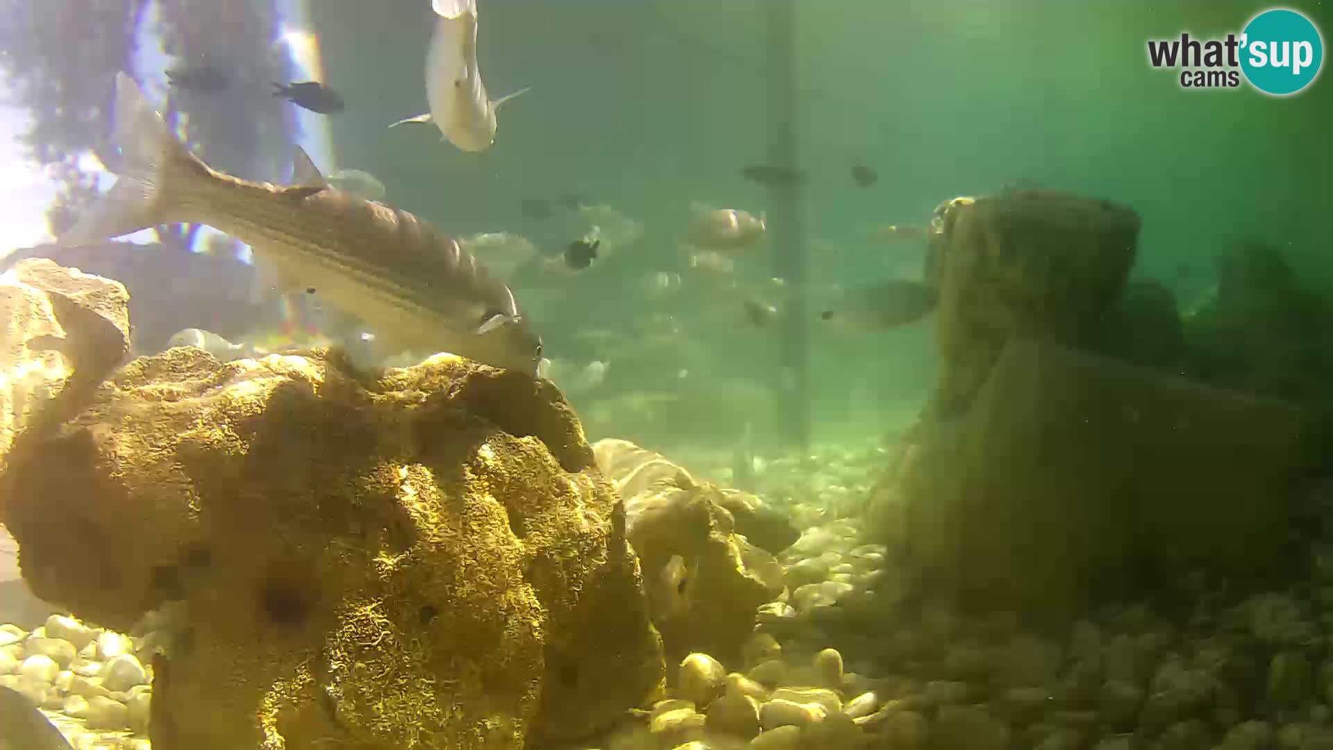 Acuario marino al aire libre Rogoznica webcam Croacia
