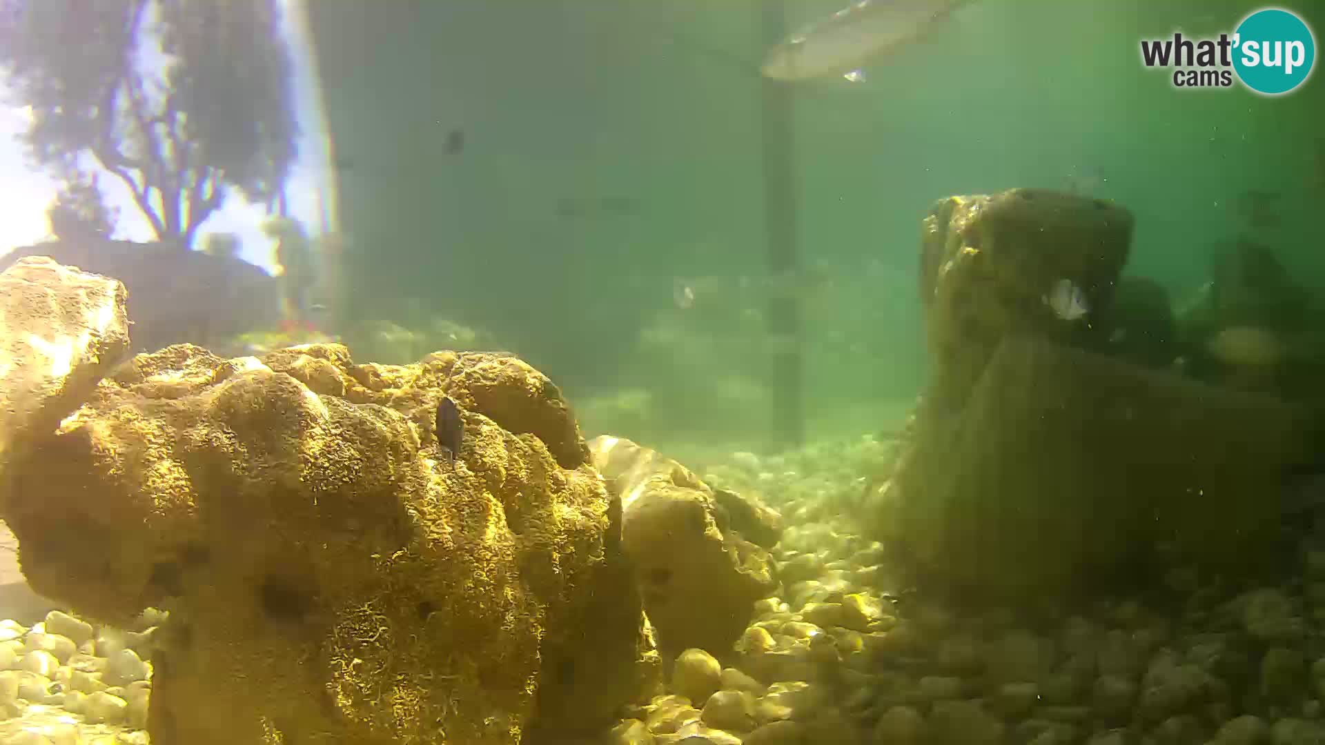 Webcam de l’aquarium marin extérieur de Rogoznica Croatie